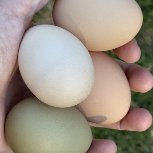 Fresh Farm Eggs - Dozen count